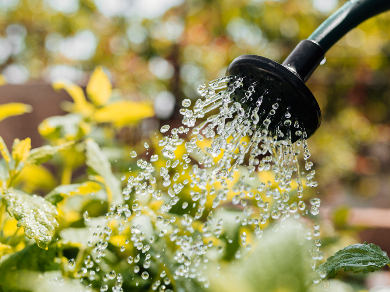 Zakaz podlewania ogródków wodą pitną 